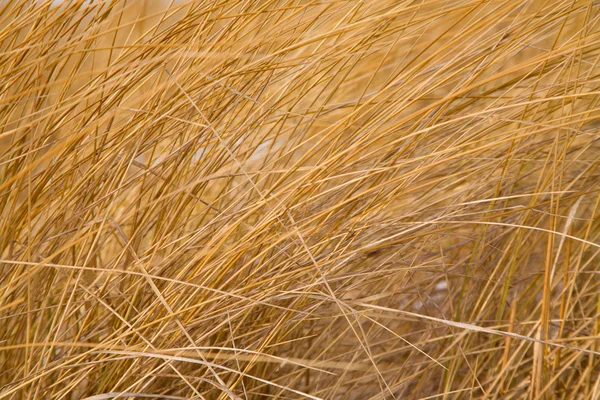 stock image Dry grass background