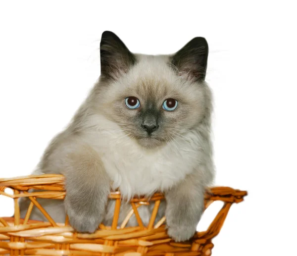 Длинноволосый котенок — стоковое фото