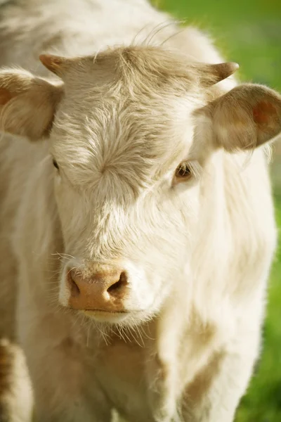 Calf of wild ox — Stock Photo, Image