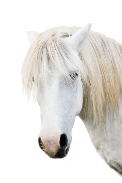 Boos grijs pony — Stockfoto