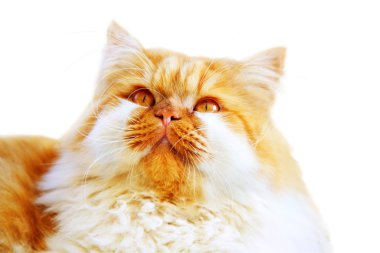 Persian cat clipart