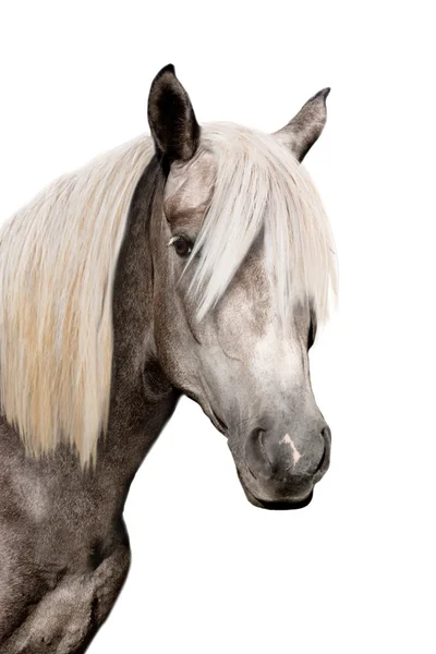 Egy szürke ló feje — Stock Fotó
