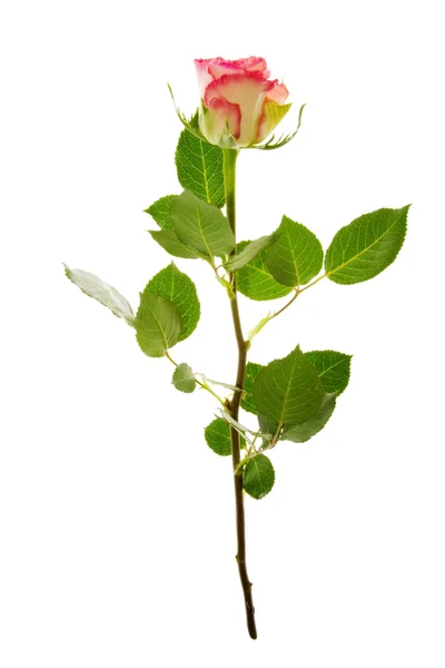 Ένα ροζ τριαντάφυλλο — Φωτογραφία Αρχείου