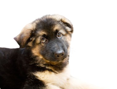 cachorro de perro pastor