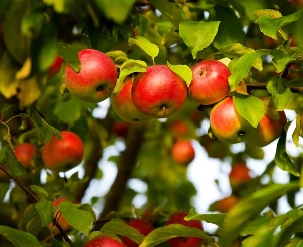 リンゴの木 ストック写真