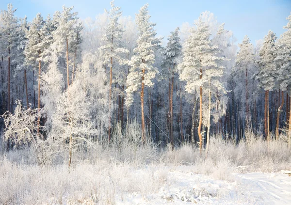 Skogen i tid av ringmärkning frost — Stockfoto