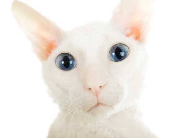 Die weiße Katze mit den großen Augen — Stockfoto