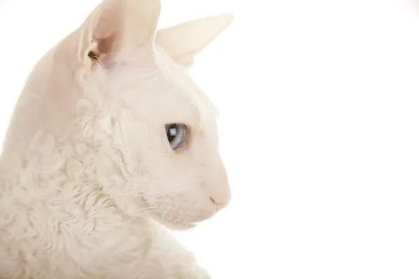 Baş beyaz kedi — Stok fotoğraf
