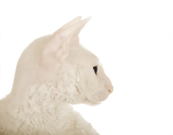 白色的猫 (特写的头) — 图库照片
