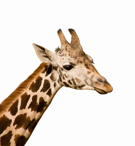 Жираф camelopardalis — стоковое фото