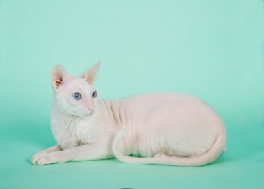 mavi gözlü beyaz cornish rex