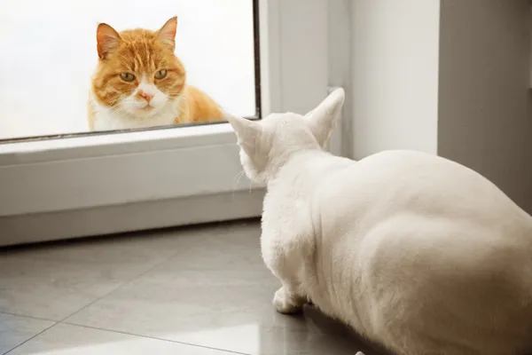 The meeting of two cats — Stock Photo, Image