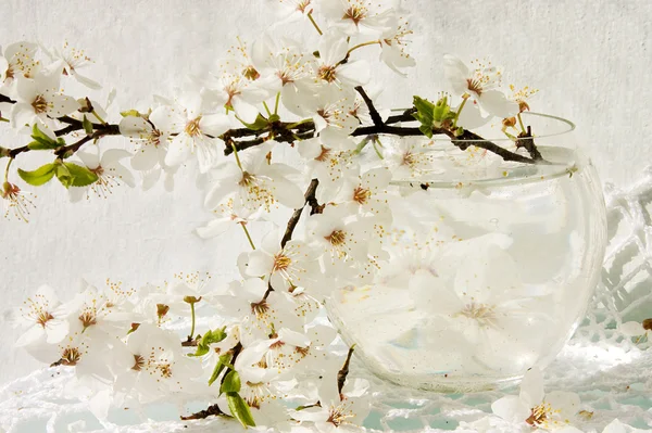 Vida del tallo con el manzano en flor —  Fotos de Stock