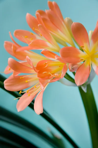 Kafir lily på en ljusgrön bakgrund — Stockfoto