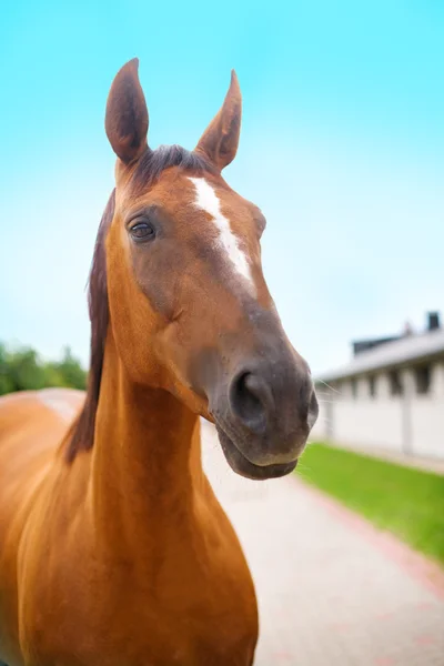 Kopf des Pferdes — Stockfoto