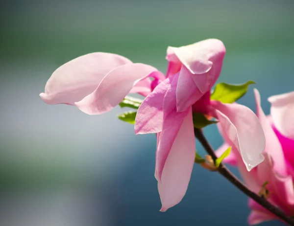 Fading magnolia — Stock Photo, Image