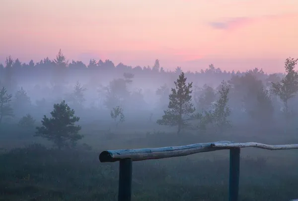 Ранним утром на болоте — стоковое фото