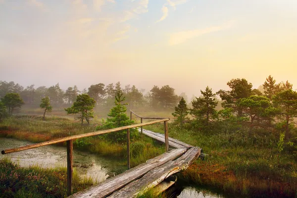 Natursköna landskapet på morgonen — Stockfoto