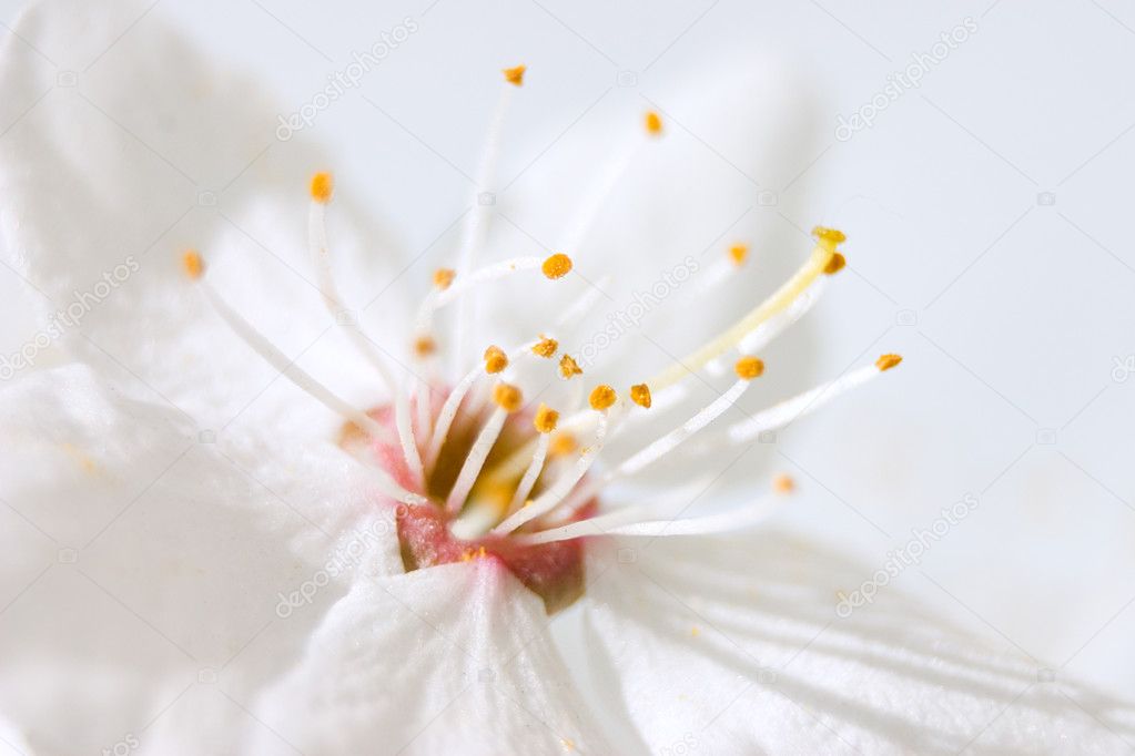 Flower of apple tree (close-up)