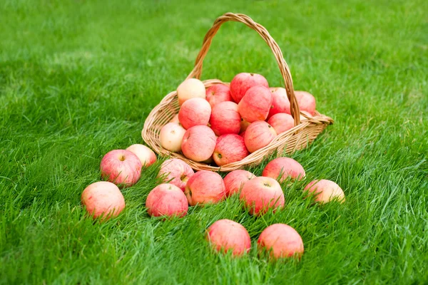 Яблоки в ведре и на траве — стоковое фото