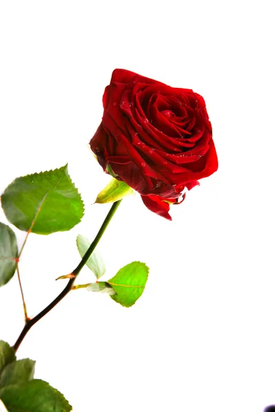 Ένα κόκκινο τριαντάφυλλο διπλό — Φωτογραφία Αρχείου