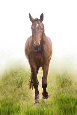 Bay horse clipart