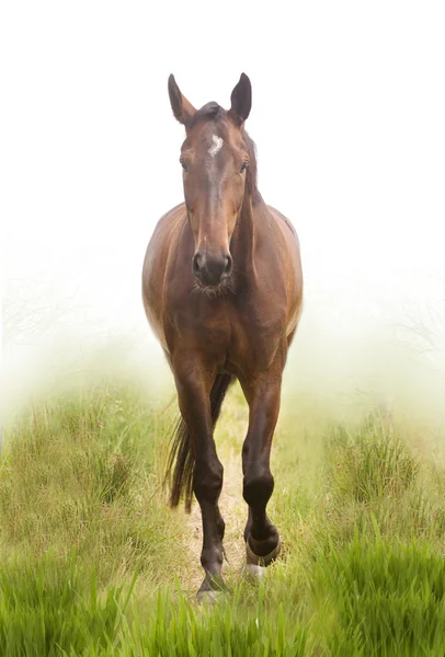 Alloro cavallo — Foto Stock