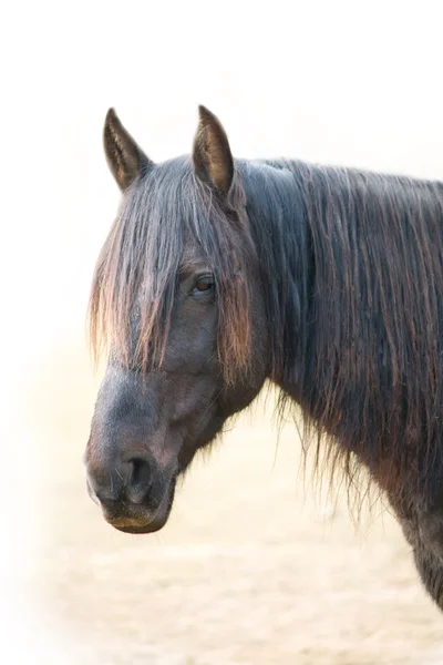 Голова брудного коня — стокове фото