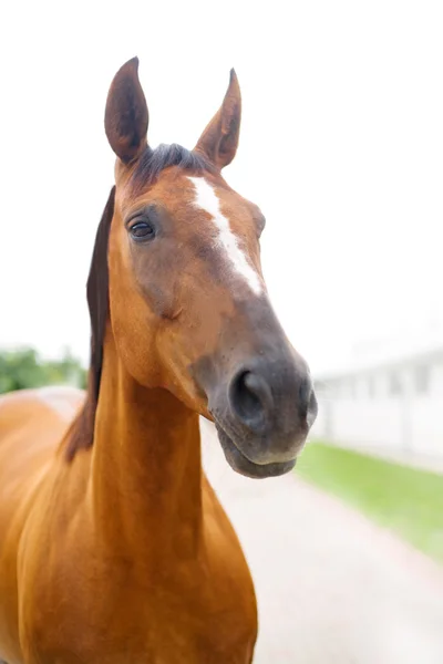 白のストライプを持つ馬の頭 — ストック写真