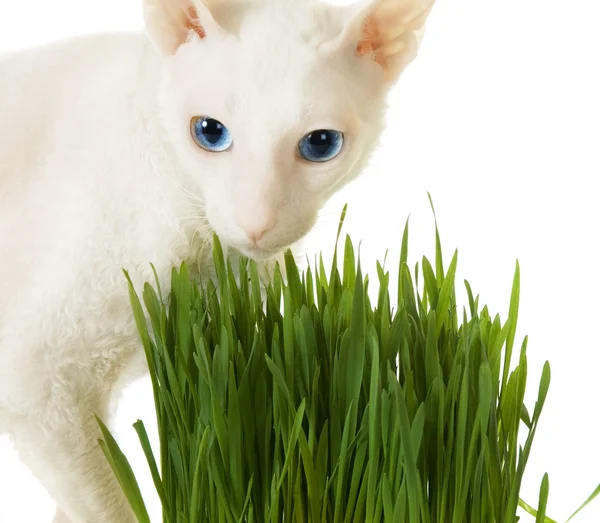 Белый карниз-рекс и зеленая трава — стоковое фото