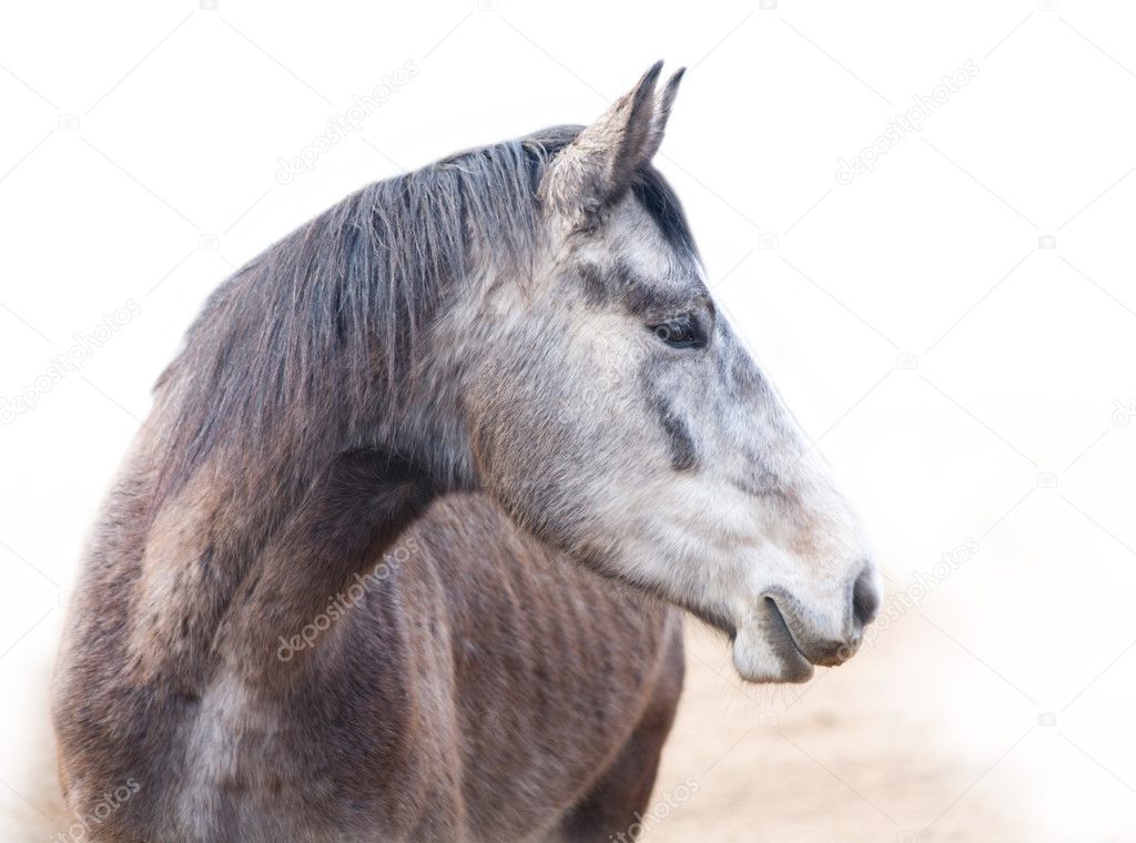 Head of young horse