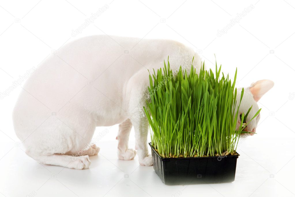 White cornish-rex and grass