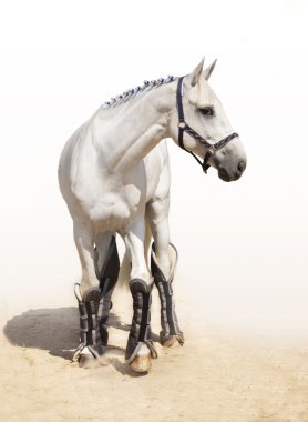 Graceful light grey stallion clipart