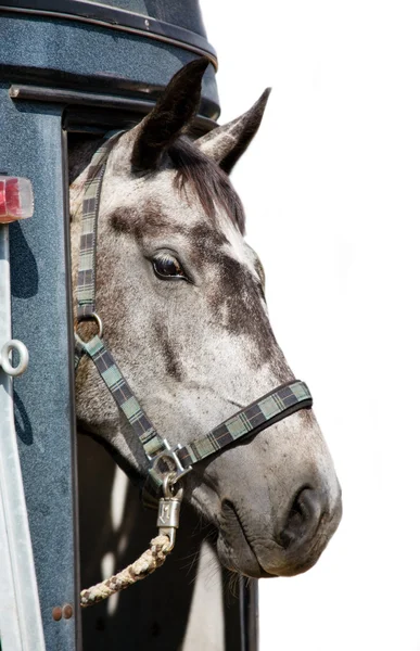 Head of grey horse in trailer — Stock Photo, Image