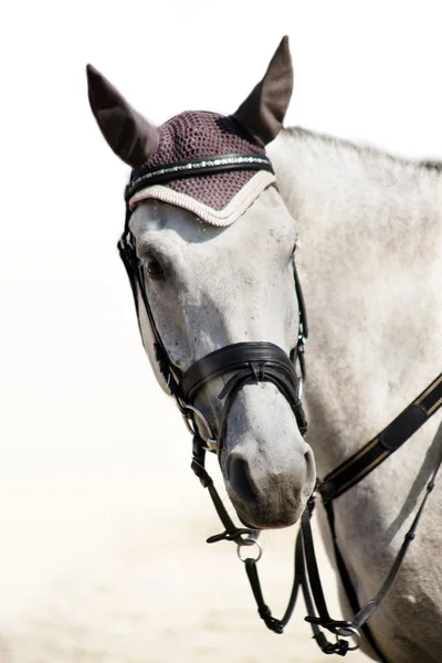 Head of grey sporting horse — Stock Photo, Image