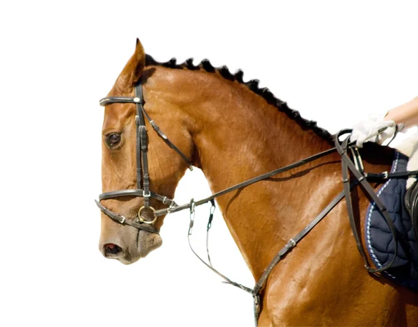 Голова рудого коня — стокове фото