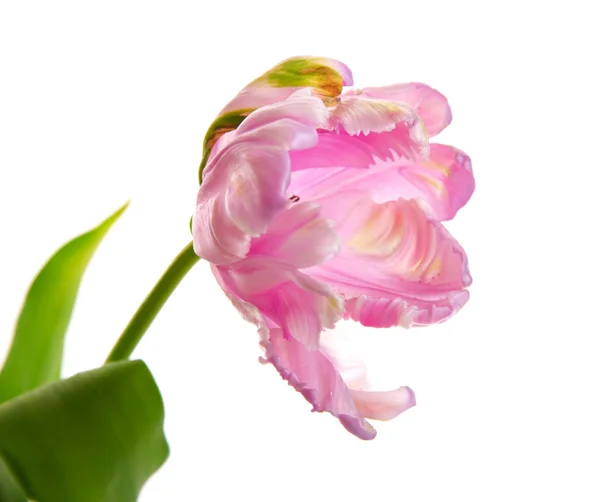Een krullend tulip — Stockfoto