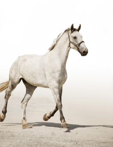 The running grey horse — Stock Photo, Image