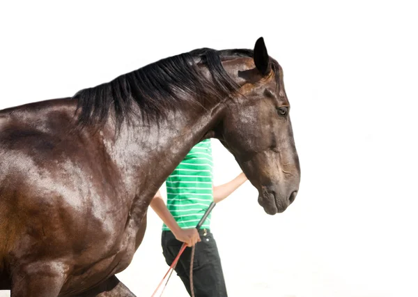 Utbildning av bay hästen — Stockfoto