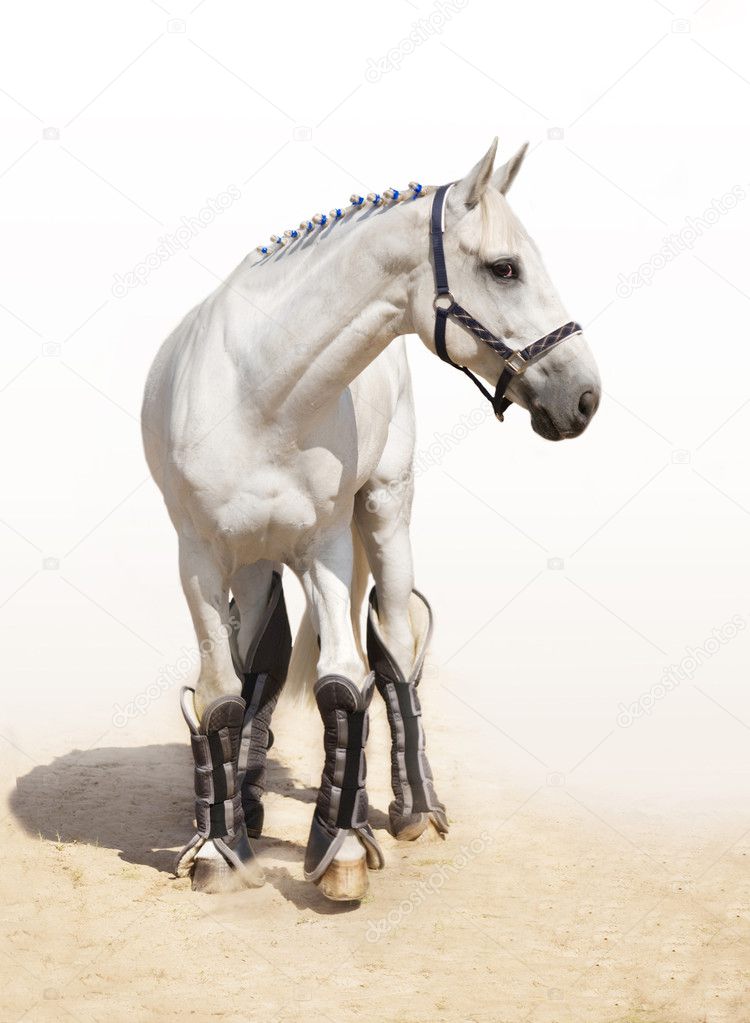 Graceful light grey stallion