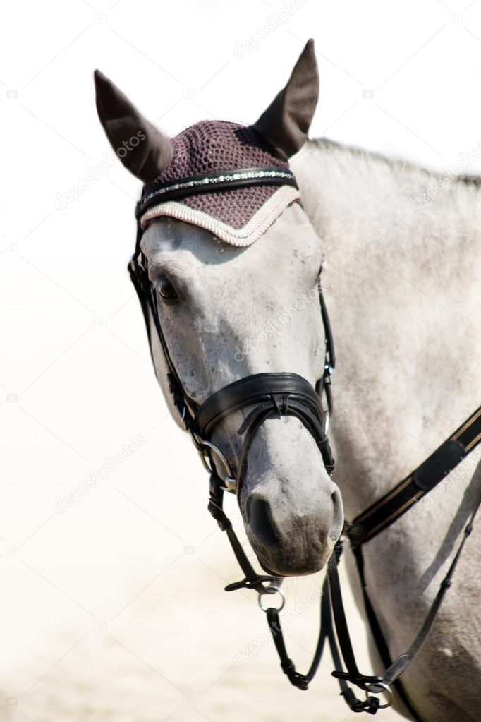 Head of grey sporting horse
