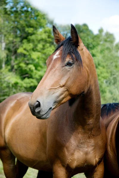 A head of the bay horse — Stock Photo, Image