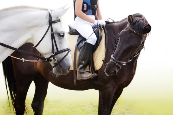 馬のスポーツ黒と白 — ストック写真