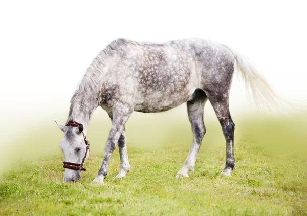 Utfodring brokig grå häst — Stockfoto