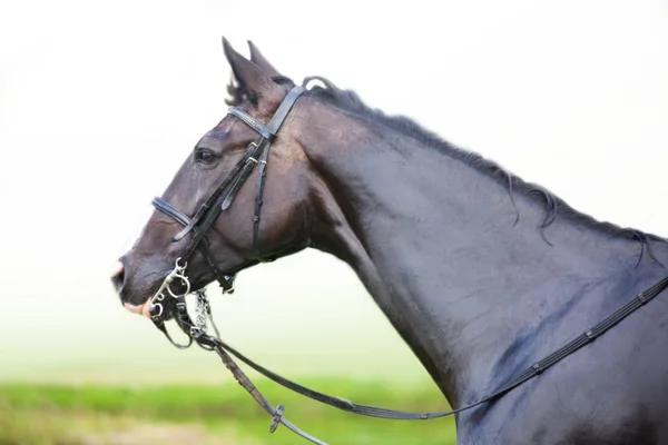 Cabeça do cavalo preto depois de tomar banho — Fotografia de Stock
