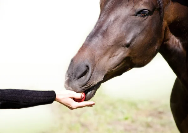 Nutrire il cavallo della baia — Foto Stock