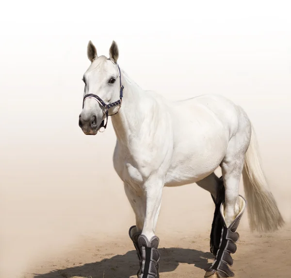Graceful light grey stallion — Stock Photo, Image