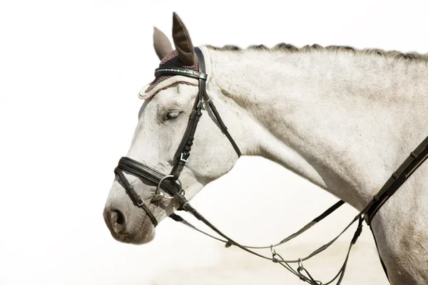 Gri atı istirahat başkanı — Stok fotoğraf