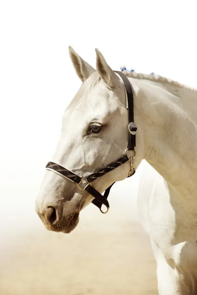 Hlava elegantní světle šedý kůň — Stock fotografie