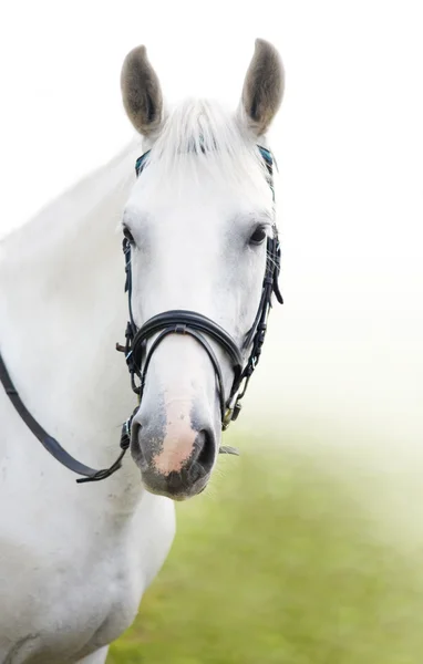 Der Kopf des weißen Pferdes — Stockfoto